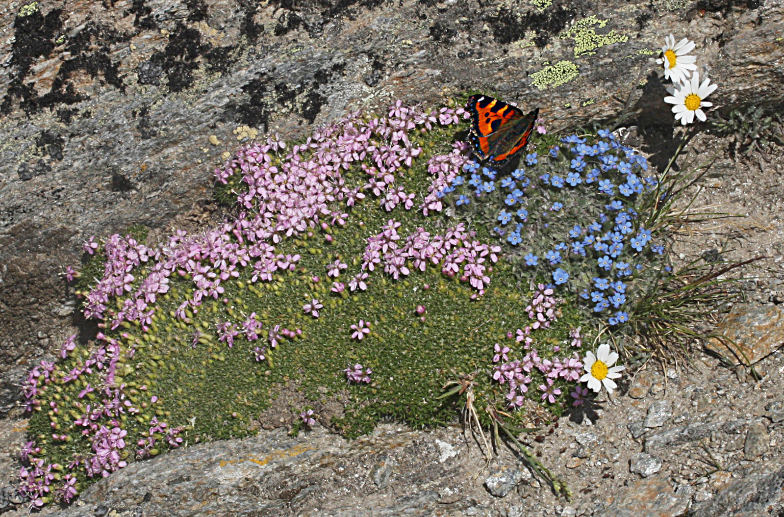 Greentours Natural History Holidays Switzerland